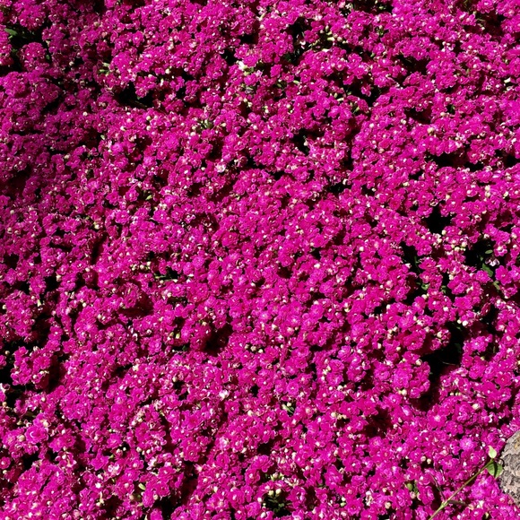 Meet your Posher, Catherine - Picture 1 of 1